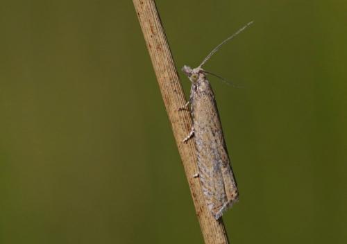 Bactra sp.